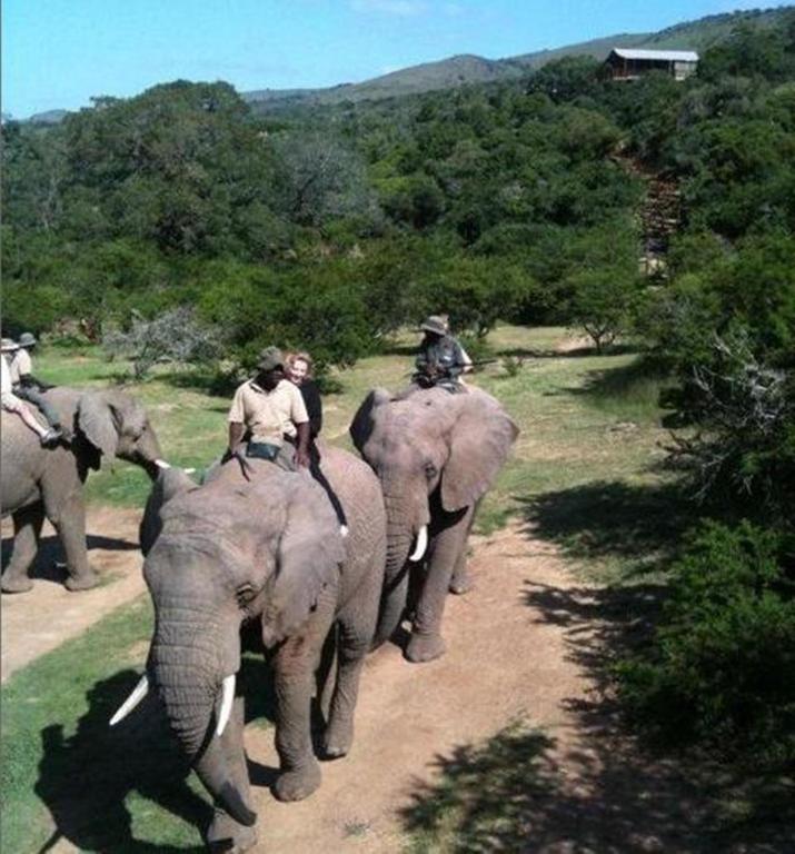 Addo Afrique Estate Apartman Kültér fotó