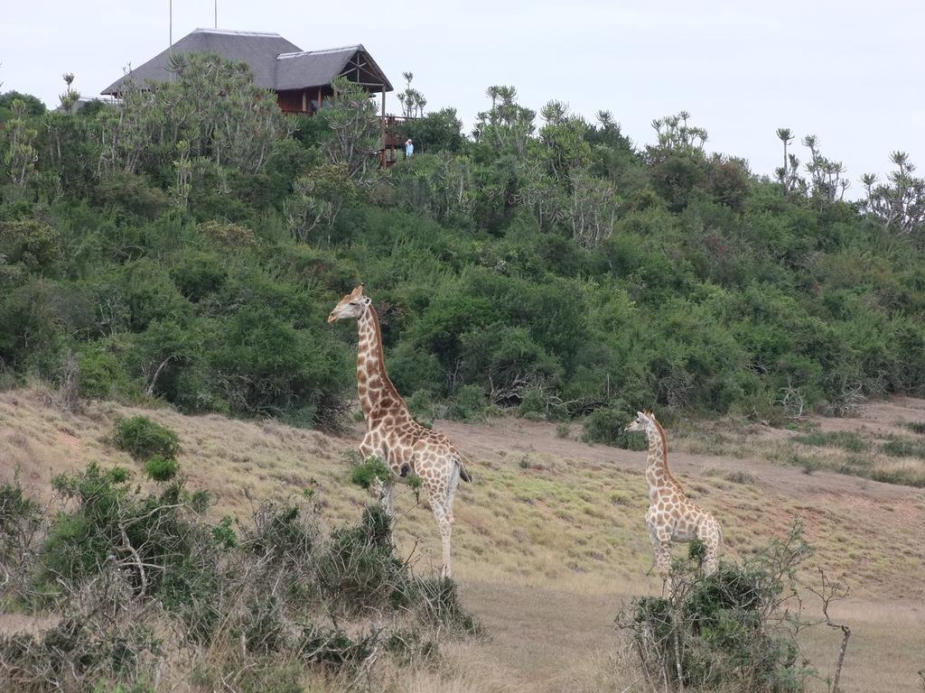 Addo Afrique Estate Apartman Kültér fotó