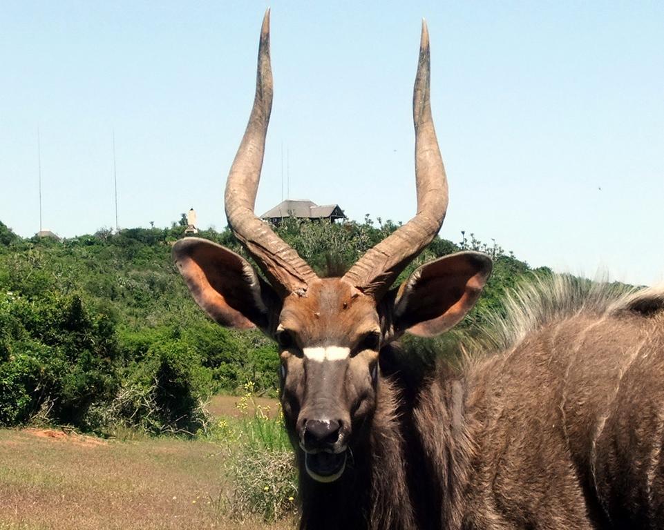 Addo Afrique Estate Apartman Kültér fotó