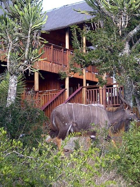 Addo Afrique Estate Apartman Kültér fotó