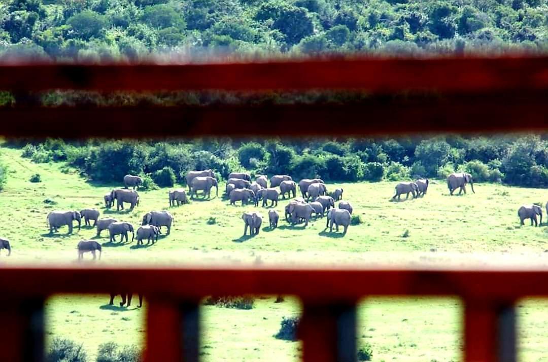 Addo Afrique Estate Apartman Kültér fotó
